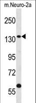 CNTROB Antibody - CNTROB Antibody western blot of mouse Neuro-2a cell line lysates (35 ug/lane). The CNTROB antibody detected the CNTROB protein (arrow).