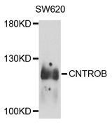 CNTROB Antibody - Western blot analysis of extract of various cells.