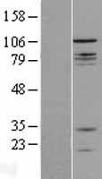CNTROB Protein - Western validation with an anti-DDK antibody * L: Control HEK293 lysate R: Over-expression lysate