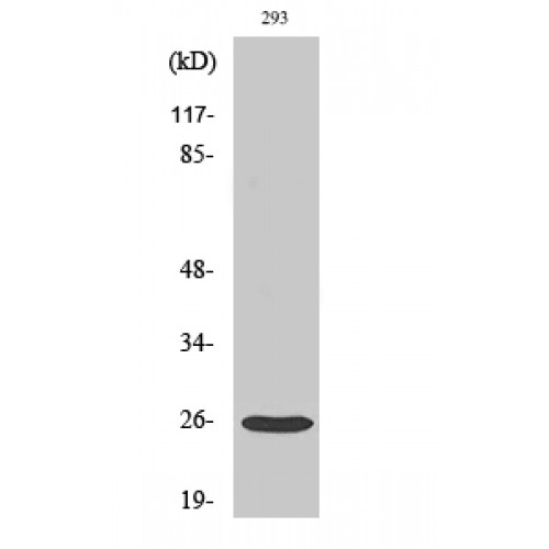 CO-029 / TSPAN8 Antibody - Western blot of Tetraspanin-8 antibody