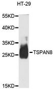 CO-029 / TSPAN8 Antibody - Western blot analysis of extracts of HT-29 cells, using TSPAN8 antibody at 1:3000 dilution. The secondary antibody used was an HRP Goat Anti-Rabbit IgG (H+L) at 1:10000 dilution. Lysates were loaded 25ug per lane and 3% nonfat dry milk in TBST was used for blocking. An ECL Kit was used for detection and the exposure time was 30s.