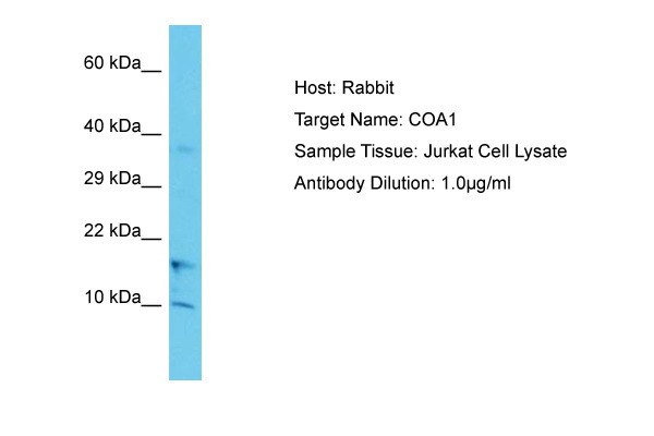 COA1 Antibody -  This image was taken for the unconjugated form of this product. Other forms have not been tested.