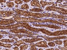 COA3 / CCDC56 Antibody - Immunochemical staining of human CCDC56 in human kidney with rabbit polyclonal antibody at 1:100 dilution, formalin-fixed paraffin embedded sections.