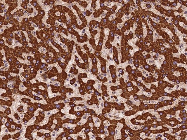 COA3 / CCDC56 Antibody - Immunochemical staining of human CCDC56 in human liver with rabbit polyclonal antibody at 1:100 dilution, formalin-fixed paraffin embedded sections.