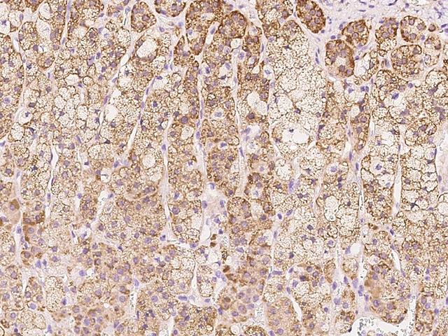 COA5 / C2orf64 Antibody - Immunochemical staining of human COA5 in human adrenal gland with rabbit polyclonal antibody at 1:100 dilution, formalin-fixed paraffin embedded sections.