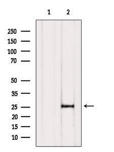 COA7 / SELRC1 Antibody