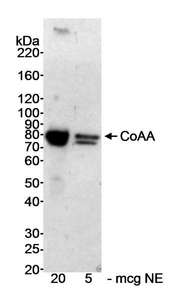 COAA / RBM14 Antibody - Detection of Human CoAA by Western Blot. Samples: Nuclear extract (NE) from HeLa cells. Antibody: Affinity purified rabbit anti-CoAA antibody used at 0.3 ug/ml. Detection: Chemiluminescence with an exposure time of 30 seconds.