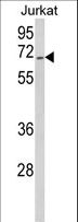 COAA / RBM14 Antibody - Western blot of RBM14 Antibody in Jurkat cell line lysates (35 ug/lane). RBM14 (arrow) was detected using the purified antibody.