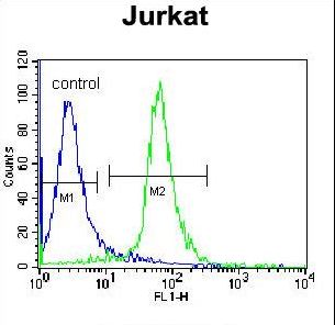 COAA / RBM14 Antibody - RBM14 Antibody flow cytometry of Jurkat cells (right histogram) compared to a negative control cell (left histogram). FITC-conjugated donkey-anti-rabbit secondary antibodies were used for the analysis.