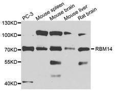 COAA / RBM14 Antibody - Western blot analysis of extract of various cells.