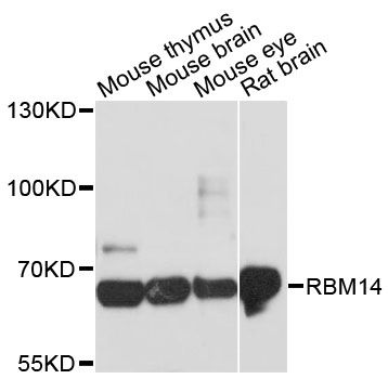 COAA / RBM14 Antibody - Western blot analysis of extracts of various cell lines, using RBM14 antibody at 1:3000 dilution. The secondary antibody used was an HRP Goat Anti-Rabbit IgG (H+L) at 1:10000 dilution. Lysates were loaded 25ug per lane and 3% nonfat dry milk in TBST was used for blocking. An ECL Kit was used for detection and the exposure time was 30s.