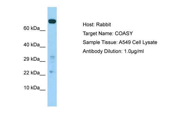 COASY Antibody -  This image was taken for the unconjugated form of this product. Other forms have not been tested.