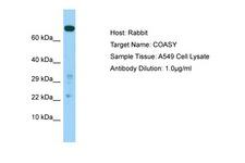 COASY Antibody -  This image was taken for the unconjugated form of this product. Other forms have not been tested.