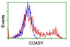 COASY Antibody - HEK293T cells transfected with either overexpress plasmid (Red) or empty vector control plasmid (Blue) were immunostained by anti-COASY antibody, and then analyzed by flow cytometry.