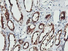 COASY Antibody - IHC of paraffin-embedded Human Kidney tissue using anti-COASY mouse monoclonal antibody.