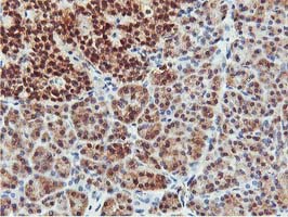 COASY Antibody - IHC of paraffin-embedded Human pancreas tissue using anti-COASY mouse monoclonal antibody.