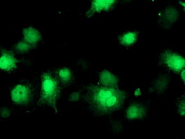 COASY Antibody - Anti-COASY mouse monoclonal antibody immunofluorescent staining of COS7 cells transiently transfected by pCMV6-ENTRY COASY.