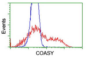 COASY Antibody - HEK293T cells transfected with either overexpress plasmid (Red) or empty vector control plasmid (Blue) were immunostained by anti-COASY antibody, and then analyzed by flow cytometry.