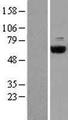 COASY Protein - Western validation with an anti-DDK antibody * L: Control HEK293 lysate R: Over-expression lysate