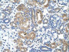 COBLL1 Antibody - COBLL1 antibody COBLL1(COBL-like 1) Antibody was used in IHC to stain formalin-fixed, paraffin-embedded human kidney.  This image was taken for the unconjugated form of this product. Other forms have not been tested.