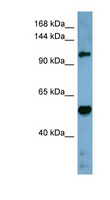COBLL1 Antibody - COBLL1 antibody Western blot of Fetal Stomach lysate. This image was taken for the unconjugated form of this product. Other forms have not been tested.