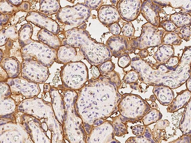 COBLL1 Antibody - Immunochemical staining of human COBLL1 in human placenta with rabbit polyclonal antibody at 1:100 dilution, formalin-fixed paraffin embedded sections.