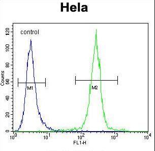 Cochlin / COCH Antibody - COCH Antibody flow cytometry of HeLa cells (right histogram) compared to a negative control cell (left histogram). FITC-conjugated goat-anti-rabbit secondary antibodies were used for the analysis.