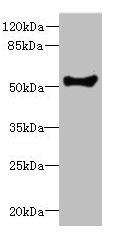 Cochlin / COCH Antibody - Western blot All lanes: COCH antibody at 1.73µg/ml + Human placenta tissue Secondary Goat polyclonal to rabbit IgG at 1/10000 dilution Predicted band size: 60, 54 kDa Observed band size: 54 kDa