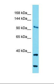 COG1 Antibody - Western blot of Mouse Brain. Cog1 antibody dilution 1.0 ug/ml.  This image was taken for the unconjugated form of this product. Other forms have not been tested.