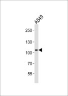 COG1 Antibody - Western blot of lysate from A549 cell line, using COG1 antibody diluted at 1:1000. A goat anti-rabbit IgG H&L (HRP) at 1:10000 dilution was used as the secondary antibody. Lysate at 20 ug.
