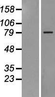 COG1 Protein - Western validation with an anti-DDK antibody * L: Control HEK293 lysate R: Over-expression lysate