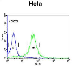 COG2 Antibody - COG2 Antibody flow cytometry of HeLa cells (right histogram) compared to a negative control cell (left histogram). FITC-conjugated goat-anti-rabbit secondary antibodies were used for the analysis.