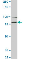 COG2 Antibody - COG2 monoclonal antibody (M01), clone 3H8. Western blot of COG2 expression in IMR-32.
