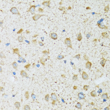 COG2 Antibody - Immunohistochemistry of paraffin-embedded rat brain tissue.