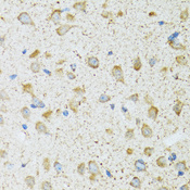 COG2 Antibody - Immunohistochemistry of paraffin-embedded rat brain tissue.