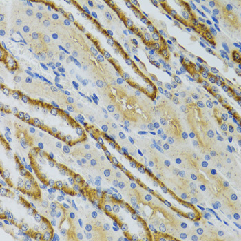 COG2 Antibody - Immunohistochemistry of paraffin-embedded mouse kidney tissue.