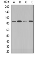 COG2 Antibody - Western blot analysis of COG2 expression in HepG2 (A); MCF7 (B); mouse kidney (C); rat testis (D) whole cell lysates.