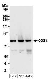 COG3 Antibody - Detection of human COG3 by western blot. Samples: Whole cell lysate (50 µg) from HeLa, HEK293T, and Jurkat cells prepared using NETN lysis buffer. Antibodies: Affinity purified rabbit anti-COG3 antibody used for WB at 0.1 µg/ml. Detection: Chemiluminescence with an exposure time of 30 seconds.
