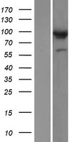COG3 Protein - Western validation with an anti-DDK antibody * L: Control HEK293 lysate R: Over-expression lysate