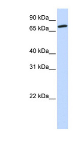 COG4 Antibody - COG4 antibody Western blot of 721_B cell lysate. This image was taken for the unconjugated form of this product. Other forms have not been tested.