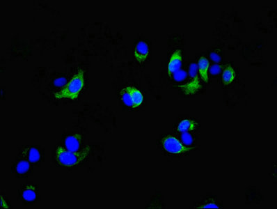 COG4 Antibody - Immunofluorescent analysis of MCF-7 cells diluted at 1:100 and Alexa Fluor 488-congugated AffiniPure Goat Anti-Rabbit IgG(H+L)