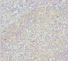 COG4 Antibody - Immunohistochemistry of paraffin-embedded human tonsil tissue at dilution 1:100