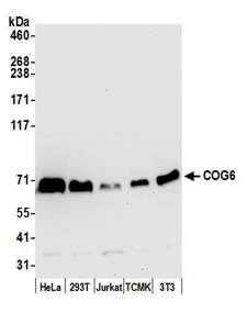 COG6 Antibody - Detection of human and mouse COG6 by western blot. Samples: Whole cell lysate (15 µg) from HeLa, HEK293T, Jurkat, mouse TCMK-1, and mouse NIH 3T3 cells prepared using NETN lysis buffer. Antibody: Affinity purified rabbit anti-COG6 antibody used for WB at 1:1000. Detection: Chemiluminescence with an exposure time of 10 seconds.