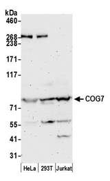COG7 Antibody - Detection of human COG7 by western blot. Samples: Whole cell lysate (50 µg) from HeLa, HEK293T, and Jurkat cells prepared using NETN lysis buffer. Antibody: Affinity purified rabbit anti-COG7 antibody used for WB at 0.4 µg/ml. Detection: Chemiluminescence with an exposure time of 3 minutes.