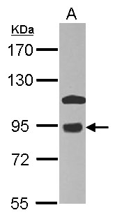 COG7 Antibody - Sample (20 ug of whole cell lysate) A: HeLa membrane 7.5% SDS PAGE COG7 antibody diluted at 1:1000