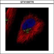 COG7 Antibody - Confocal immunofluorescence analysis (Olympus FV10i) of methanol-fixed HeLa, using COG7 antibody (Green) at 1:500 dilution. Alpha-tubulin filaments were labeled with alpha-tubulin antibody (Red) at 1:2000.