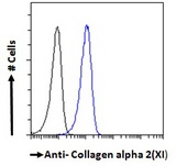 COL11A2 / Collagen XI Antibody - Goat Anti-collagen type XI alpha 2 Antibody Flow cytometric analysis of paraformaldehyde fixed A431 cells (blue line), permeabilized with 0.5% Triton. Primary incubation 1hr (10ug/ml) followed by Alexa Fluor 488 secondary antibody (1ug/ml). IgG control: Unimmunized goat IgG (black line) followed by Alexa Fluor 488 secondary antibody.