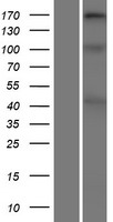 COL11A2 / Collagen XI Protein - Western validation with an anti-DDK antibody * L: Control HEK293 lysate R: Over-expression lysate