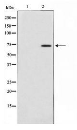 COL13A1 / Collagen XIII Antibody - Western blot of 3T3 cell lysate using Collagen XIII alpha 1 Antibody