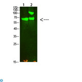 COL13A1 / Collagen XIII Antibody - Western Blot analysis of 1, Hela 2, Mouse-kidney cells using primary antibody diluted at 1:2000 (4°C overnight). Secondary antibody:Goat Anti-rabbit IgG IRDye 800 (diluted at 1:5000, 25°C, 1 hour).